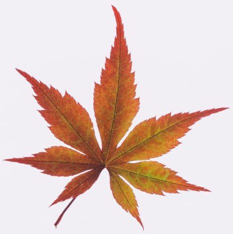 Single maple leaf on a white background showcasing vivid autumn colors. Perfect for fall themes.